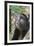 Golden Monkey in the bamboo forest, Parc National des Volcans, Rwanda-Keren Su-Framed Photographic Print