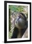 Golden Monkey in the bamboo forest, Parc National des Volcans, Rwanda-Keren Su-Framed Photographic Print