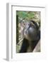 Golden Monkey in the bamboo forest, Parc National des Volcans, Rwanda-Keren Su-Framed Photographic Print