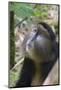 Golden Monkey in the bamboo forest, Parc National des Volcans, Rwanda-Keren Su-Mounted Photographic Print