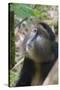 Golden Monkey in the bamboo forest, Parc National des Volcans, Rwanda-Keren Su-Stretched Canvas