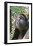 Golden Monkey in the bamboo forest, Parc National des Volcans, Rwanda-Keren Su-Framed Photographic Print