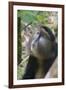 Golden Monkey in the bamboo forest, Parc National des Volcans, Rwanda-Keren Su-Framed Photographic Print