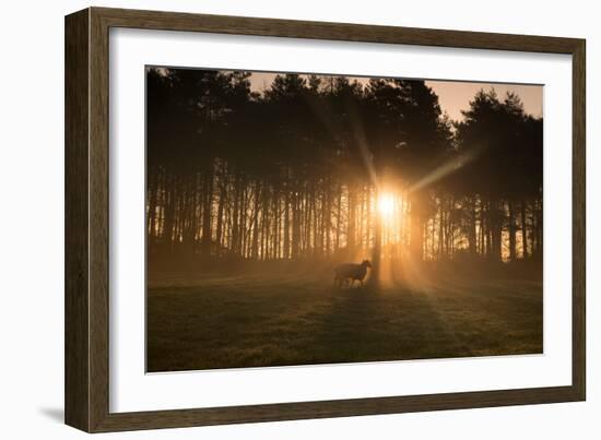 Golden Morning Light Through Trees in the Peak District, Derbyshire England Uk-Tracey Whitefoot-Framed Photographic Print