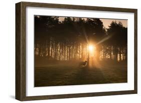 Golden Morning Light Through Trees in the Peak District, Derbyshire England Uk-Tracey Whitefoot-Framed Photographic Print