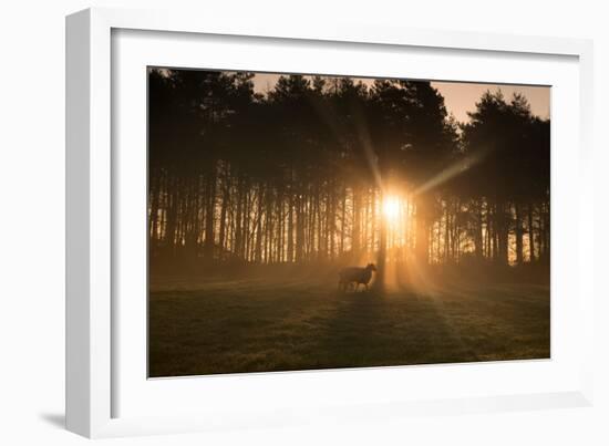 Golden Morning Light Through Trees in the Peak District, Derbyshire England Uk-Tracey Whitefoot-Framed Photographic Print