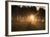 Golden Morning Light Through Trees in the Peak District, Derbyshire England Uk-Tracey Whitefoot-Framed Photographic Print