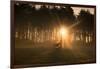 Golden Morning Light Through Trees in the Peak District, Derbyshire England Uk-Tracey Whitefoot-Framed Photographic Print