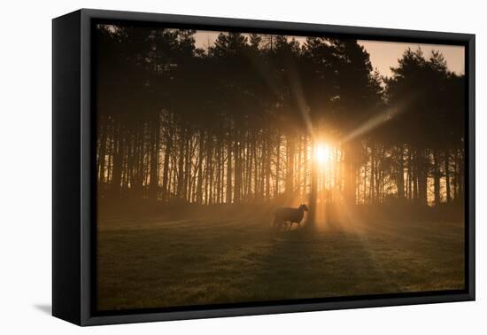 Golden Morning Light Through Trees in the Peak District, Derbyshire England Uk-Tracey Whitefoot-Framed Stretched Canvas