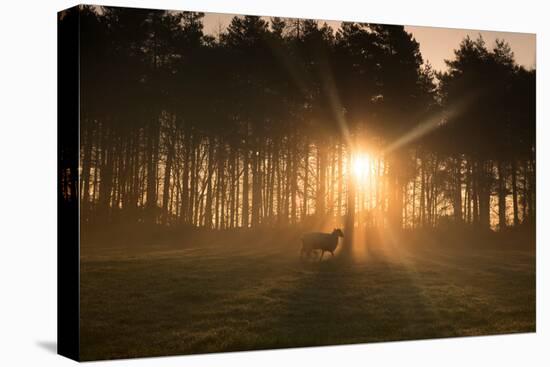 Golden Morning Light Through Trees in the Peak District, Derbyshire England Uk-Tracey Whitefoot-Stretched Canvas
