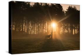Golden Morning Light Through Trees in the Peak District, Derbyshire England Uk-Tracey Whitefoot-Stretched Canvas