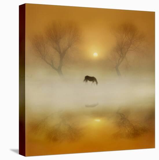 Golden Morning-Adrian Campfield-Stretched Canvas