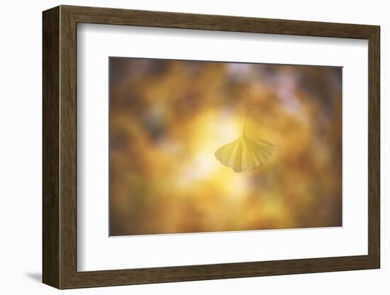 Golden Morning-Philippe Sainte-Laudy-Framed Photographic Print