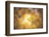 Golden Morning-Philippe Sainte-Laudy-Framed Photographic Print