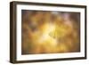 Golden Morning-Philippe Sainte-Laudy-Framed Photographic Print