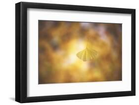 Golden Morning-Philippe Sainte-Laudy-Framed Premium Photographic Print