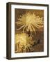 Golden Mums II-Keith Mallett-Framed Giclee Print