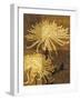 Golden Mums II-Keith Mallett-Framed Giclee Print