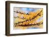 Golden Needles-Ursula Abresch-Framed Photographic Print