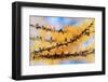 Golden Needles-Ursula Abresch-Framed Photographic Print