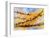 Golden Needles-Ursula Abresch-Framed Photographic Print