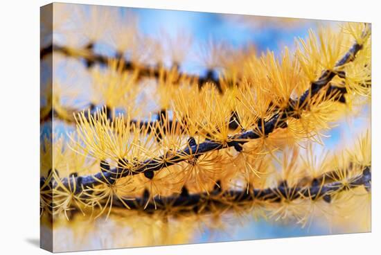 Golden Needles-Ursula Abresch-Stretched Canvas