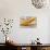 Golden Needles-Ursula Abresch-Photographic Print displayed on a wall