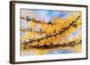 Golden Needles-Ursula Abresch-Framed Photographic Print