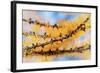 Golden Needles-Ursula Abresch-Framed Photographic Print