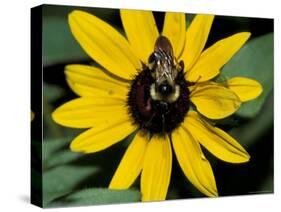 Golden Northern Bumble Bee on Black-Eyed Susan-Adam Jones-Stretched Canvas