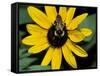 Golden Northern Bumble Bee on Black-Eyed Susan-Adam Jones-Framed Stretched Canvas