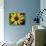 Golden Northern Bumble Bee on Black-Eyed Susan-Adam Jones-Stretched Canvas displayed on a wall