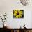 Golden Northern Bumble Bee on Black-Eyed Susan-Adam Jones-Stretched Canvas displayed on a wall