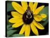 Golden Northern Bumble Bee on Black-Eyed Susan-Adam Jones-Stretched Canvas