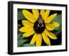 Golden Northern Bumble Bee on Black-Eyed Susan-Adam Jones-Framed Photographic Print