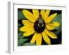 Golden Northern Bumble Bee on Black-Eyed Susan-Adam Jones-Framed Photographic Print