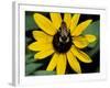 Golden Northern Bumble Bee on Black-Eyed Susan-Adam Jones-Framed Photographic Print