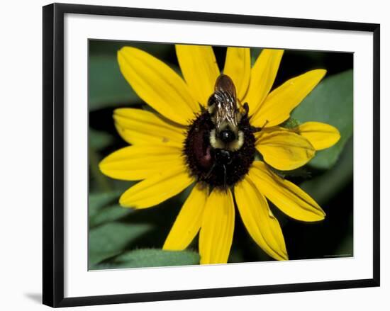 Golden Northern Bumble Bee on Black-Eyed Susan-Adam Jones-Framed Photographic Print