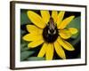 Golden Northern Bumble Bee on Black-Eyed Susan-Adam Jones-Framed Photographic Print