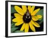 Golden Northern Bumble Bee on Black-Eyed Susan-Adam Jones-Framed Photographic Print