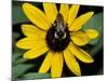 Golden Northern Bumble Bee on Black-Eyed Susan-Adam Jones-Mounted Photographic Print