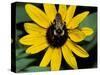 Golden Northern Bumble Bee on Black-Eyed Susan-Adam Jones-Stretched Canvas