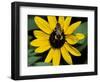 Golden Northern Bumble Bee on Black-Eyed Susan-Adam Jones-Framed Photographic Print