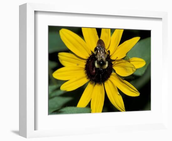 Golden Northern Bumble Bee on Black-Eyed Susan-Adam Jones-Framed Photographic Print