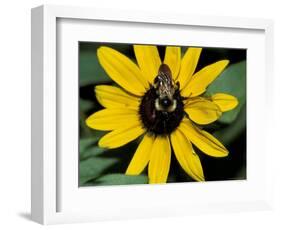 Golden Northern Bumble Bee on Black-Eyed Susan-Adam Jones-Framed Photographic Print