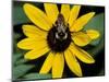Golden Northern Bumble Bee on Black-Eyed Susan-Adam Jones-Mounted Photographic Print