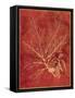 Golden Oak I-Sarah Chilton-Framed Stretched Canvas
