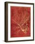 Golden Oak I-Sarah Chilton-Framed Art Print