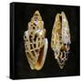 Golden Ocean Gems I-Caroline Kelly-Framed Stretched Canvas