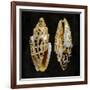 Golden Ocean Gems I-Caroline Kelly-Framed Art Print